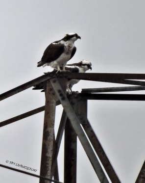 Osprey, nest, nesting, birding, photography