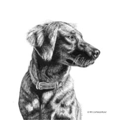 Tasha, golden retriever, dog, portrait, pen and ink, drawing, pet art