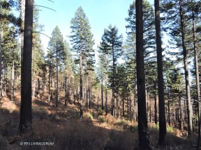 Carr Fire, wildfire, timber, salvage logging, forest, forestry, logging, thinning, forest health