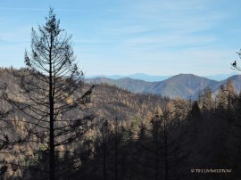 Carr Fire, wildfire, timber, salvage logging, forest, forestry, logging